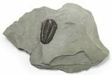 Calymene Niagarensis Trilobite Fossil - New York #270245-1